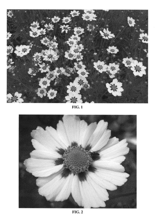Figure 1 of US plant patent PP23035, the photograph of Star Cluster printed in the patent.