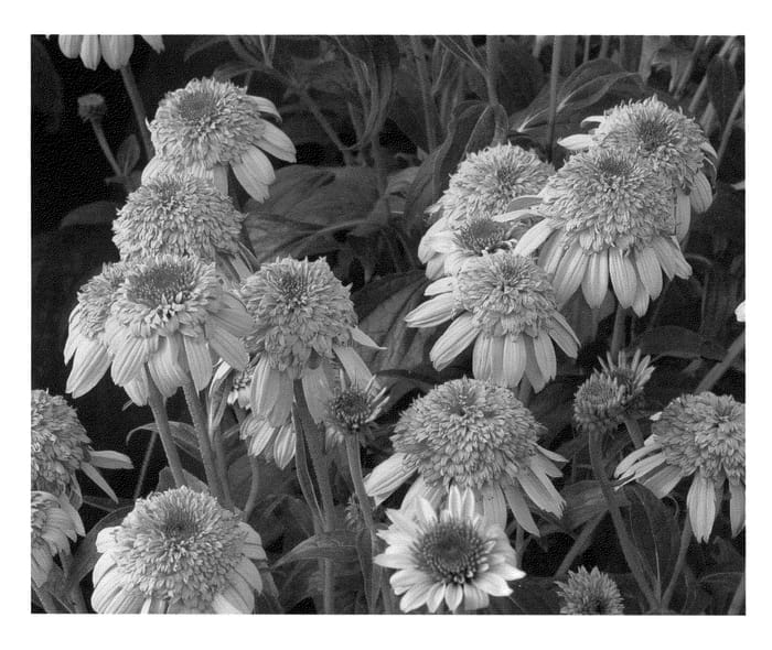 Figure 1 of US plant patent PP23036, the photograph of Secret Romance printed in the patent.