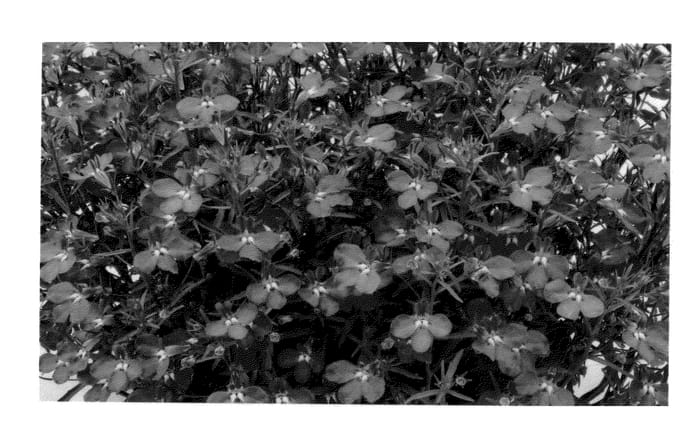 Figure 1 of US plant patent PP23037, the photograph of KLELE10724 printed in the patent.