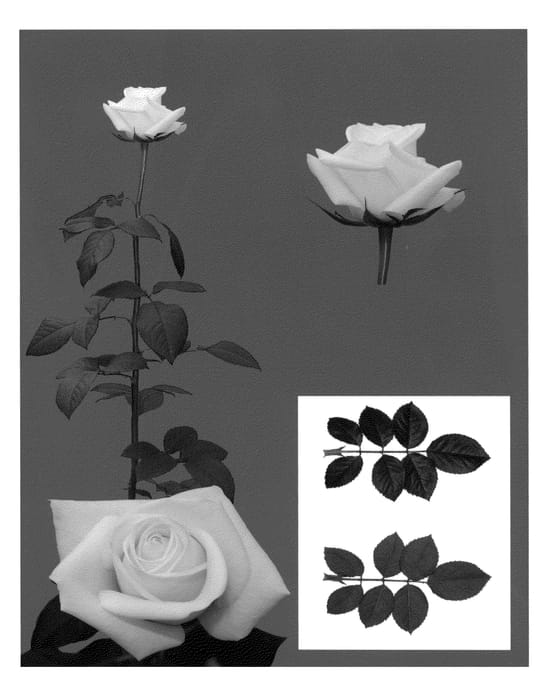 Figure 1 of US plant patent PP23038, the photograph of Esm Nacar printed in the patent.