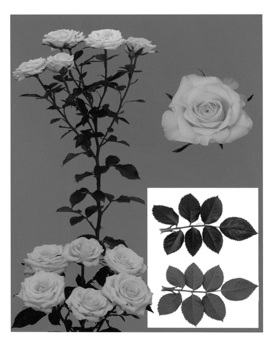 Figure 1 of US plant patent PP23039, the photograph of Esm Mango printed in the patent.
