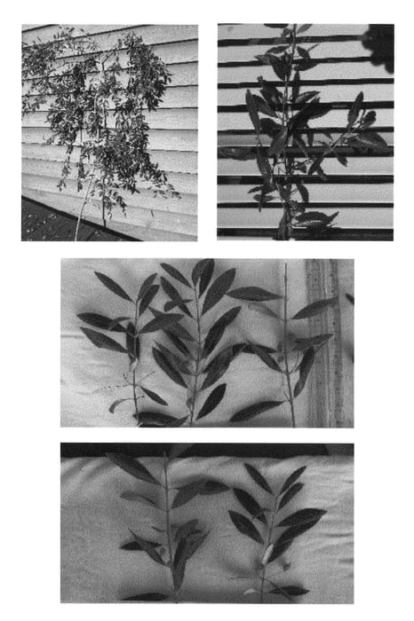 Figure 1 of US plant patent PP23040, the photograph of HIDshurtleff printed in the patent.