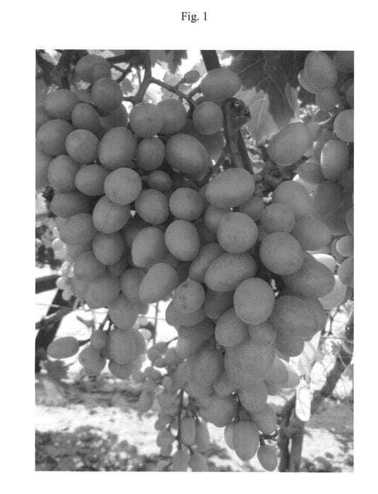 Figure 1 of US plant patent PP23041, the photograph of AMBER HONEY printed in the patent.