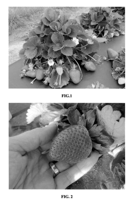 Figure 1 of US plant patent PP23042, the photograph of FL 05-107 printed in the patent.