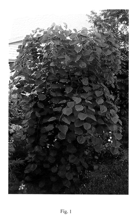 Figure 1 of US plant patent PP23043, the photograph of Pink Heartbreaker printed in the patent.
