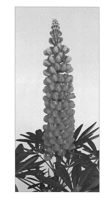 Figure 1 of US plant patent PP23044, the photograph of Terracotta printed in the patent.