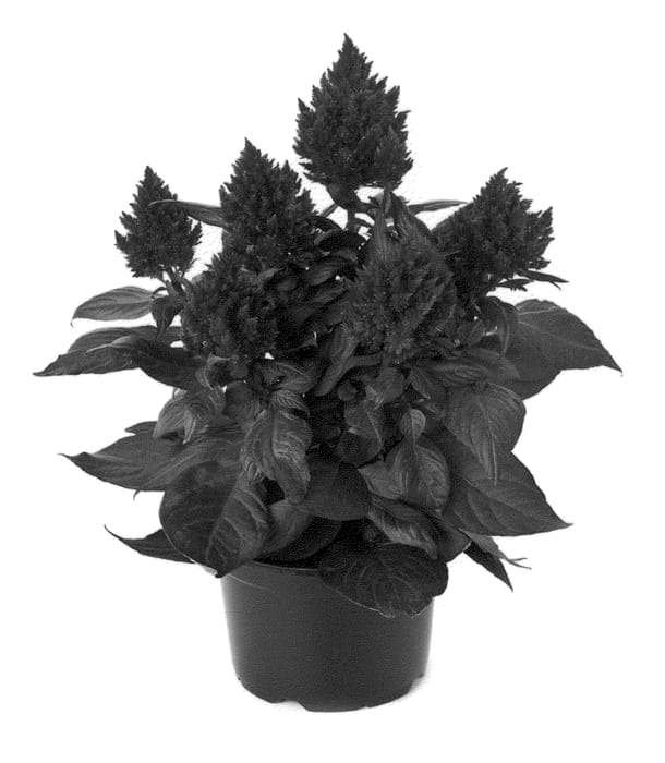 Figure 1 of US plant patent PP23045, the photograph of Bkcelmg printed in the patent.