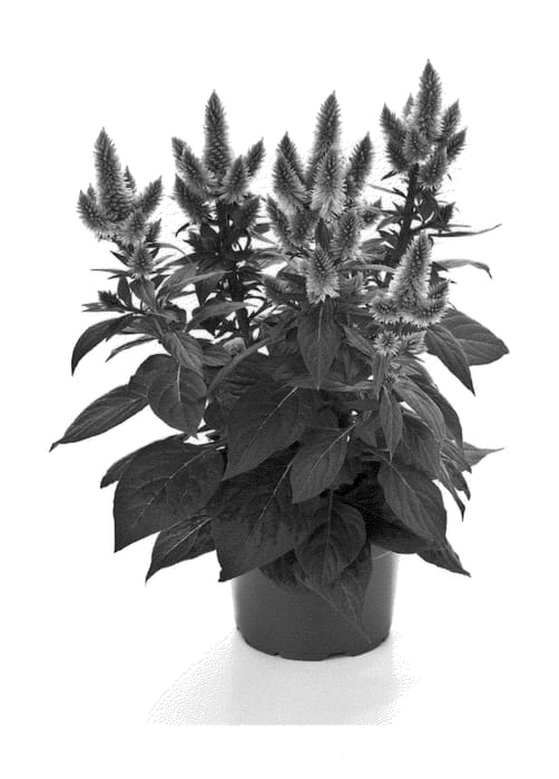 Figure 1 of US plant patent PP23046, the photograph of Bkcelpi printed in the patent.