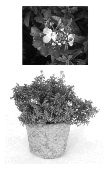 Figure 1 of US plant patent PP23048, the photograph of IB2401 printed in the patent.