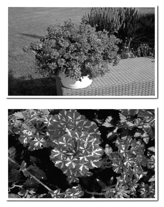 Figure 1 of US plant patent PP23049, the photograph of Wesverevostar printed in the patent.