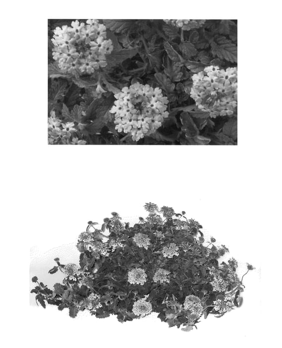 Figure 1 of US plant patent PP23050, the photograph of AKIV572-1 printed in the patent.