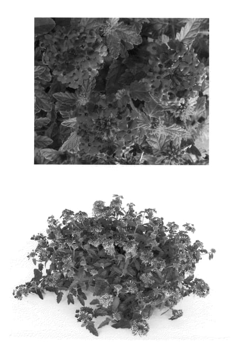 Figure 1 of US plant patent PP23051, the photograph of AKIV571-1 printed in the patent.