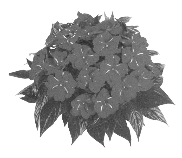 Figure 1 of US plant patent PP23052, the photograph of Fidimpredmi printed in the patent.