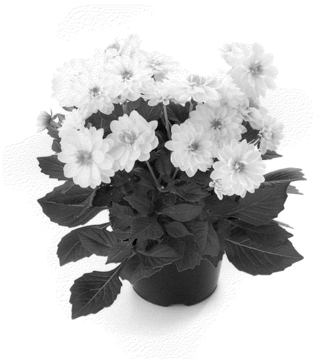 Figure 1 of US plant patent PP23053, the photograph of Bkdapwt printed in the patent.