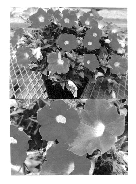 Figure 1 of US plant patent PP23054, the photograph of Sunsurfpiusi printed in the patent.