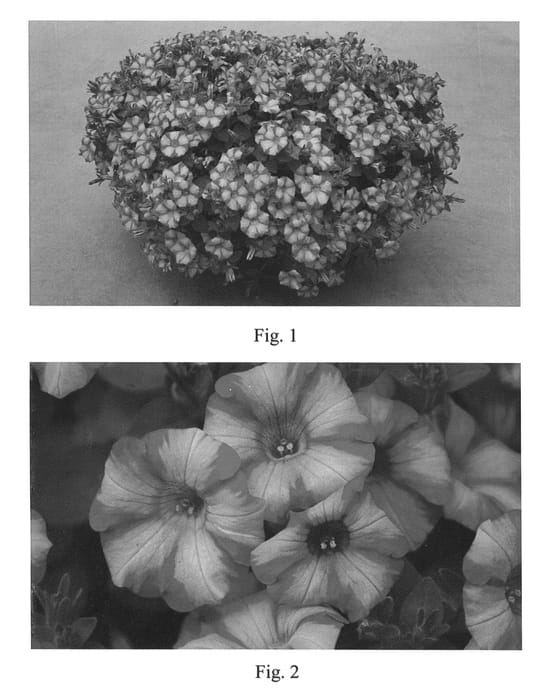 Figure 1 of US plant patent PP23055, the photograph of Hoobenihime printed in the patent.