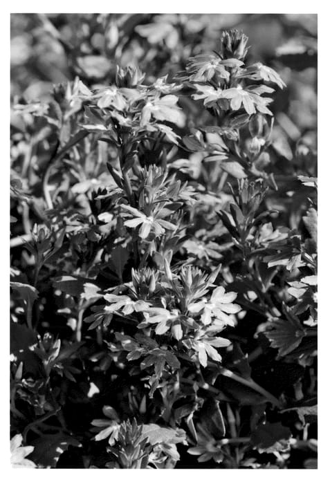 Figure 1 of US plant patent PP23056, the photograph of KLESC10728 printed in the patent.