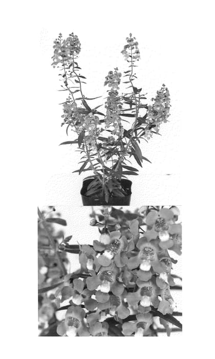Figure 1 of US plant patent PP23057, the photograph of Sungelobu printed in the patent.