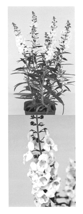 Figure 1 of US plant patent PP23058, the photograph of Sungeloho printed in the patent.