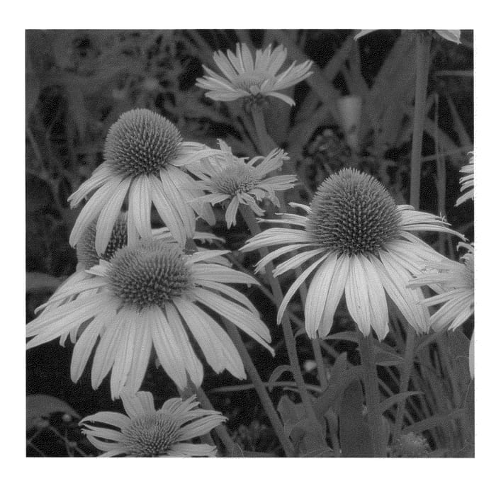 Figure 1 of US plant patent PP23059, the photograph of Now Cheesier printed in the patent.
