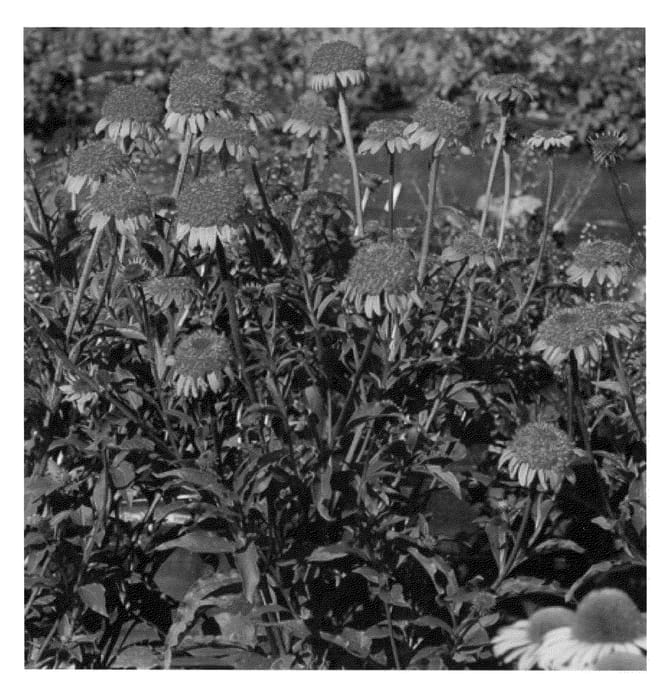 Figure 1 of US plant patent PP23060, the photograph of Secret Lust printed in the patent.