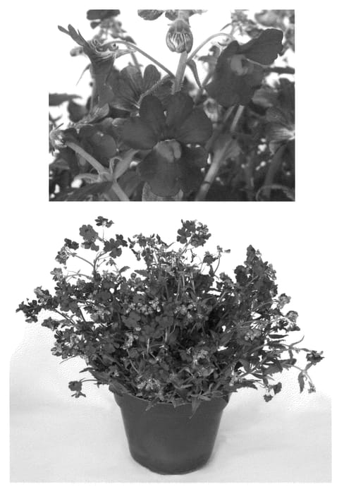 Figure 1 of US plant patent PP23061, the photograph of Intrairedtwo printed in the patent.