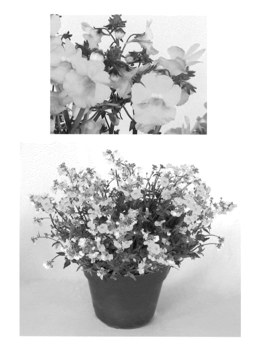 Figure 1 of US plant patent PP23062, the photograph of Intraigoldtwo printed in the patent.