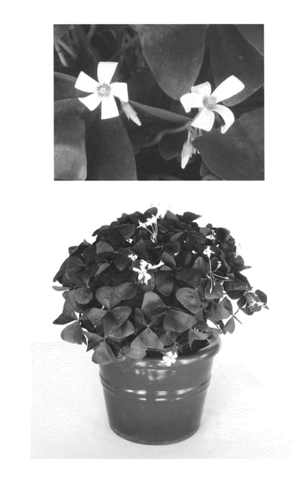 Figure 1 of US plant patent PP23063, the photograph of Jroxachvel printed in the patent.
