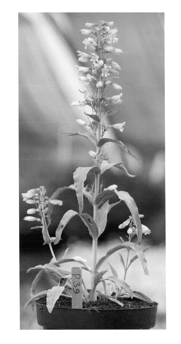 Figure 1 of US plant patent PP23064, the photograph of Lavender Riding Hood printed in the patent.