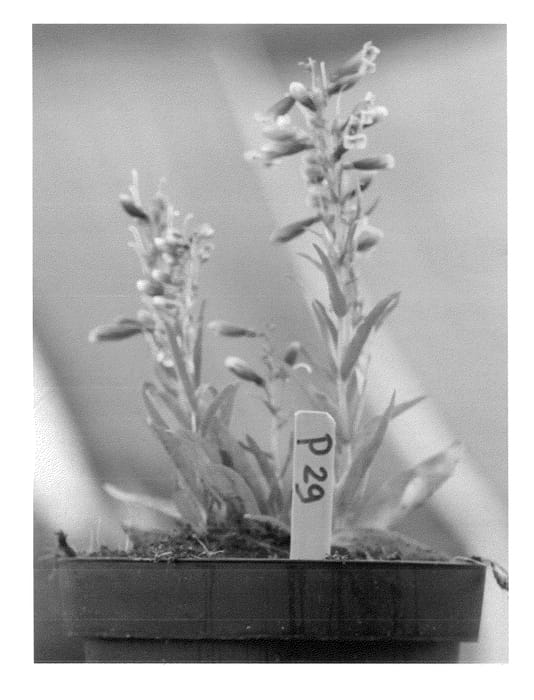 Figure 1 of US plant patent PP23065, the photograph of Delfts Blue Riding Hood printed in the patent.