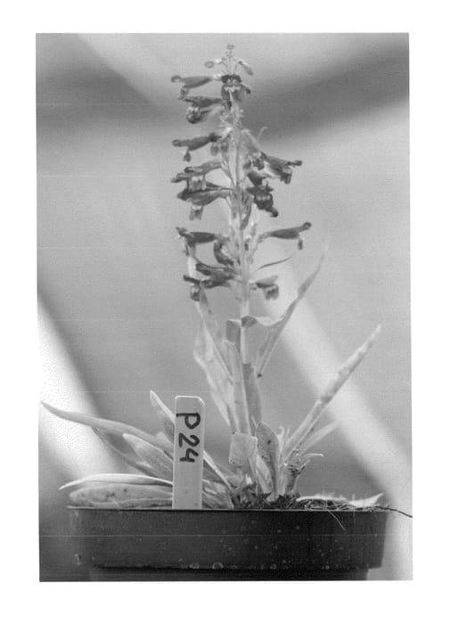 Figure 1 of US plant patent PP23066, the photograph of Blue Riding Hood printed in the patent.