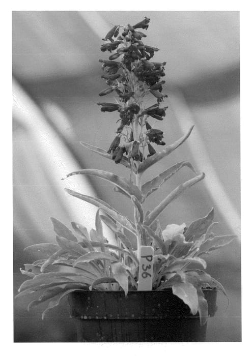 Figure 1 of US plant patent PP23067, the photograph of Purple Riding Hood printed in the patent.