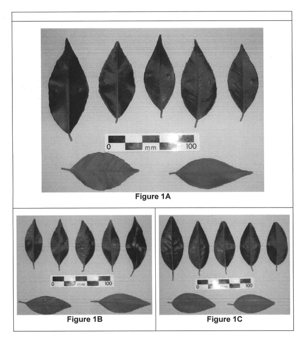 Figure 1 of US plant patent PP23068, the photograph of Merbeingold 2336 printed in the patent.