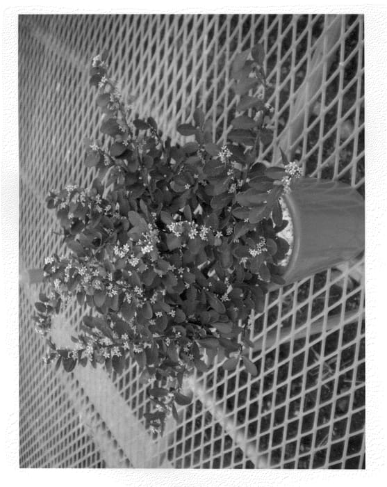 Figure 1 of US plant patent PP23069, the photograph of Heart No Ki printed in the patent.