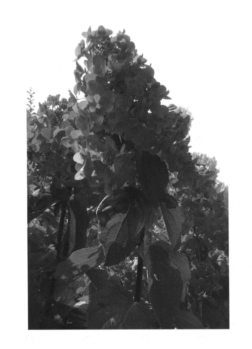 Figure 1 of US plant patent PP23070, the photograph of Ilvomindy printed in the patent.