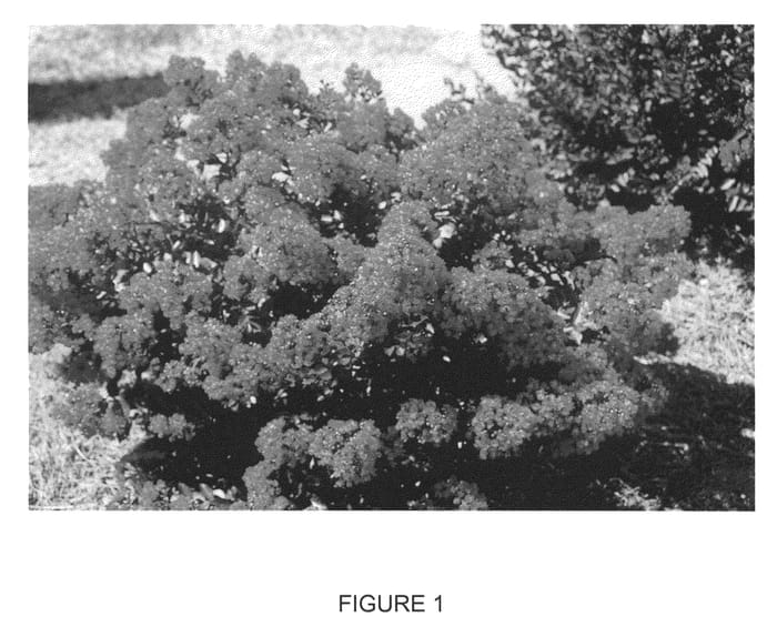 Figure 1 of US plant patent PP23071, the photograph of PIILAG-II printed in the patent.