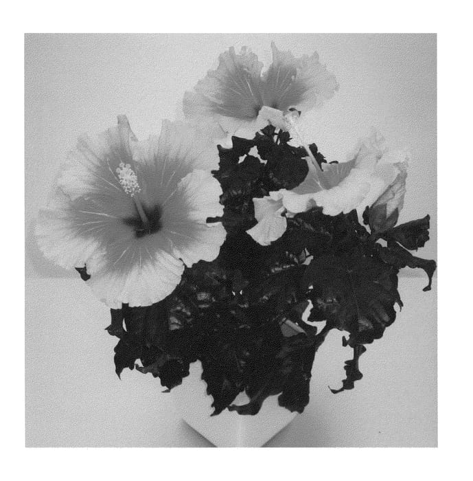 Figure 1 of US plant patent PP23072, the photograph of Apollo printed in the patent.