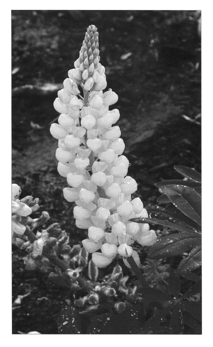 Figure 1 of US plant patent PP23073, the photograph of Desert Sun printed in the patent.