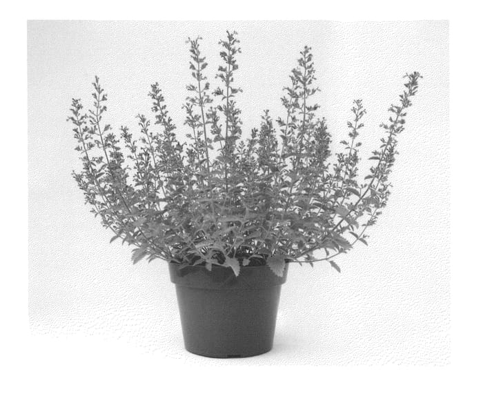 Figure 1 of US plant patent PP23074, the photograph of Novanepjun printed in the patent.