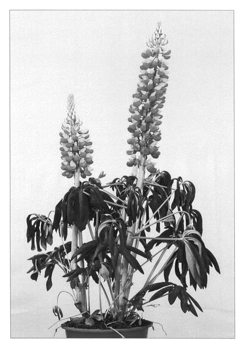 Figure 1 of US plant patent PP23075, the photograph of Gladiator printed in the patent.
