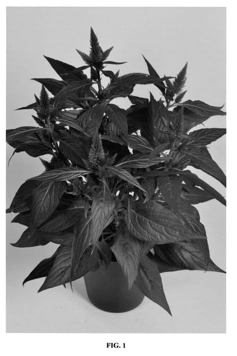 Figure 1 of US plant patent PP23076, the photograph of Spitenz printed in the patent.