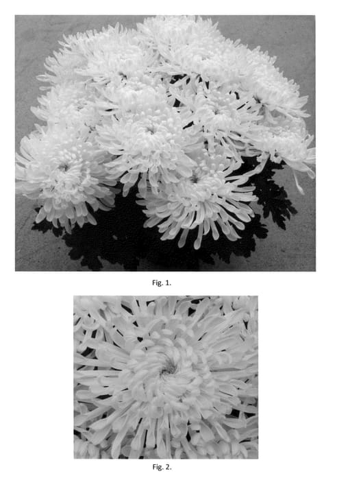 Figure 1 of US plant patent PP23077, the photograph of CIDZ0008 printed in the patent.