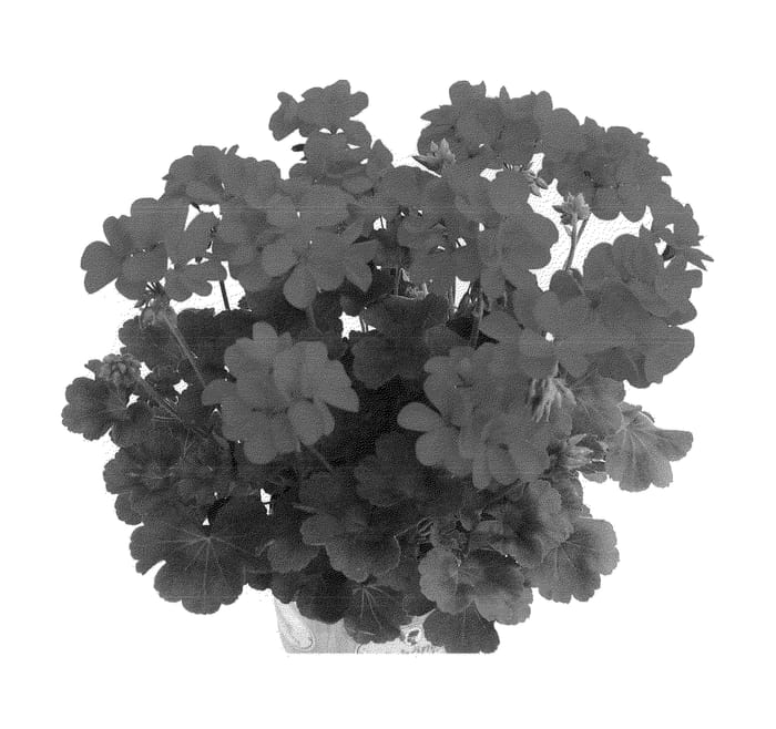 Figure 1 of US plant patent PP23078, the photograph of Dueimvor printed in the patent.
