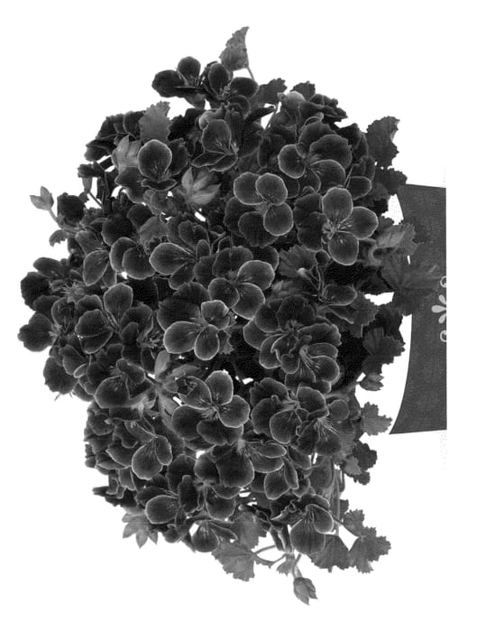Figure 1 of US plant patent PP23079, the photograph of Kuegrapimer printed in the patent.