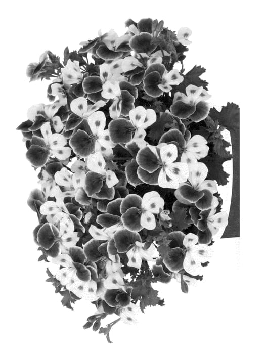 Figure 1 of US plant patent PP23080, the photograph of Kuegrapihar printed in the patent.