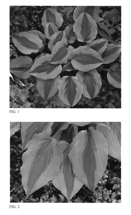 Figure 1 of US plant patent PP23081, the photograph of Goodness Gracious printed in the patent.