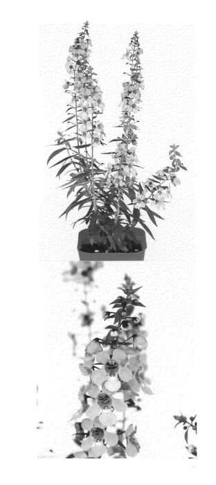 Figure 1 of US plant patent PP23082, the photograph of Sungelodepi printed in the patent.