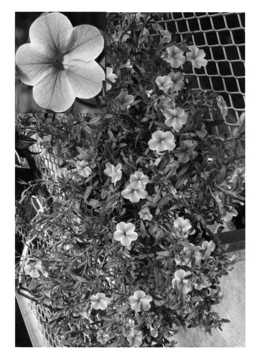 Figure 1 of US plant patent PP23083, the photograph of CBRZ0002 printed in the patent.