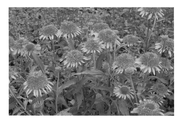 Figure 1 of US plant patent PP23085, the photograph of Secret Desire printed in the patent.