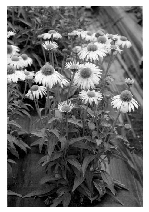 Figure 1 of US plant patent PP23086, the photograph of Daydream printed in the patent.